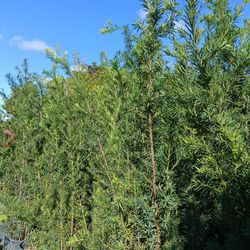 Podocarpus 7gl Overgrown 6-7ft $26💚🏡