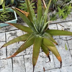 Large Aloe plant $12