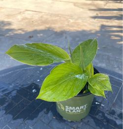 Turmeric plants $20