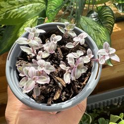 4” pot, move from the mother plants, health baby plants 