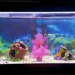 Freshwater Aquarium Kit w/all needed accessories and more. Equipo de Pecera c/aceasorios completos.