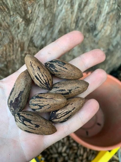 Pecans Picked From My Home
