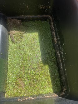 Pond Grown Duckweed Aquatic Plant