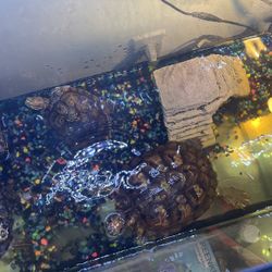 Large Turtle Tank. 