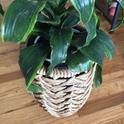 Cute Basket Plant Holder