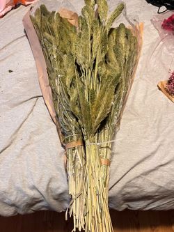 Dried Setaria $10 a bunch
