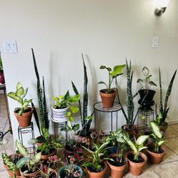 Plants For Sake 20 Each 