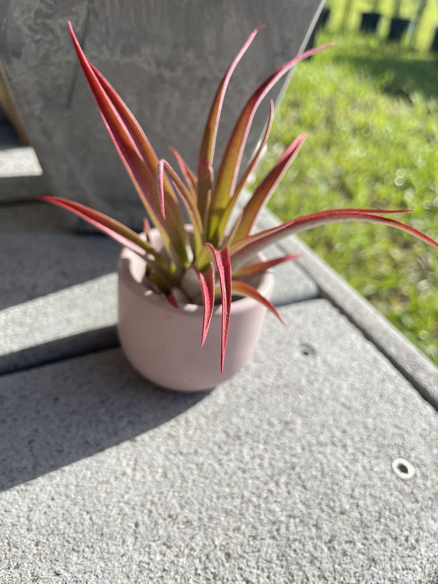 Small Cement Planter 