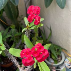 Corono de Cristo 3 Feet Tall Red Crown of Thorns Succulent Plant