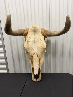 Genuine Cow Skull