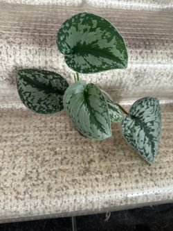 Scindapsus