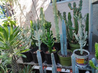Cactus