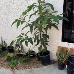 Avocado Tree