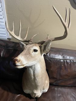 Deer Head