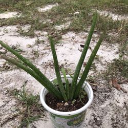 Aloe Vera