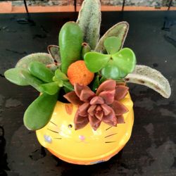 Cat Or Panda Desk Decor Succulent