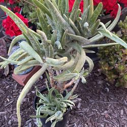 Fingertips Succulent Plant 