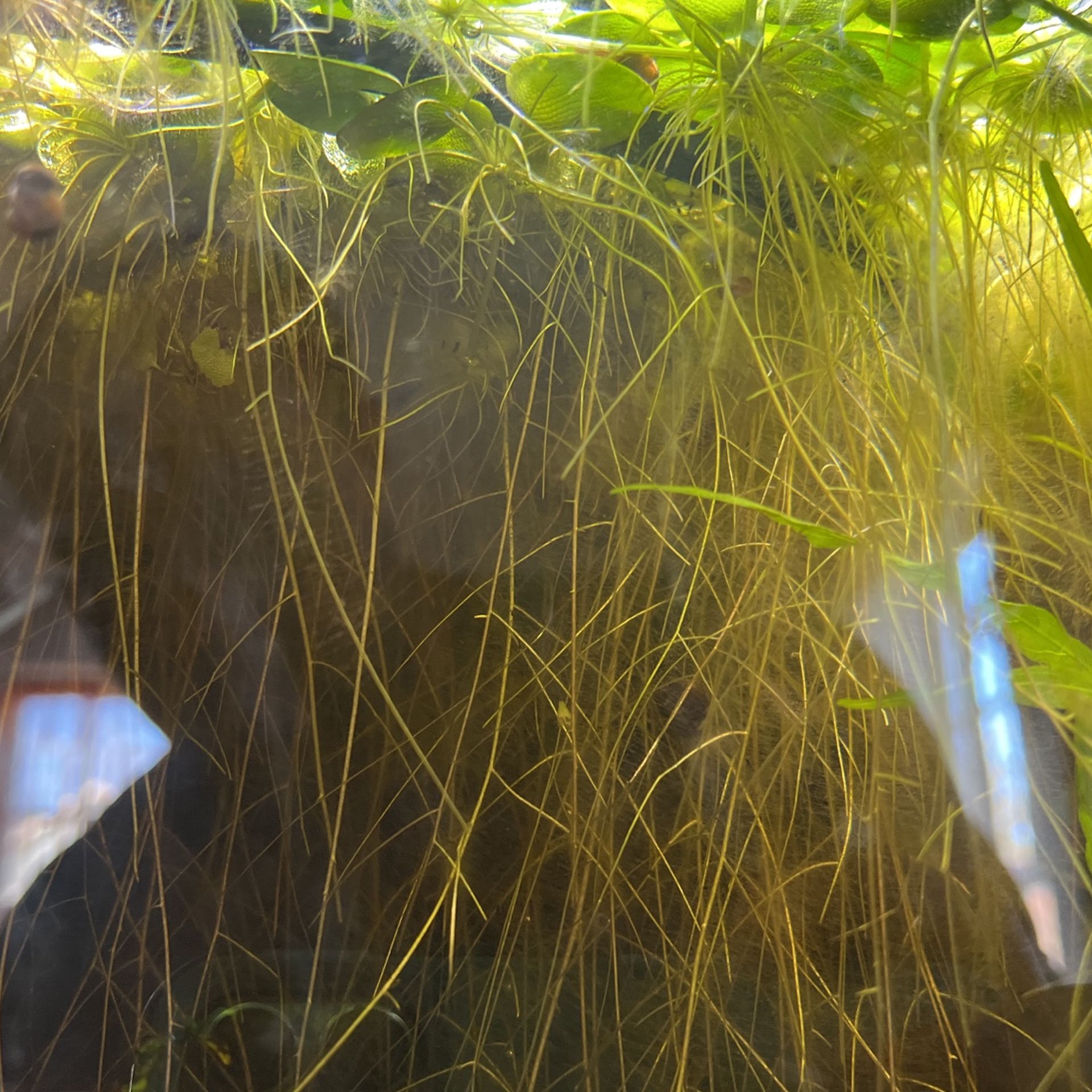 Floating Aquatic Plants