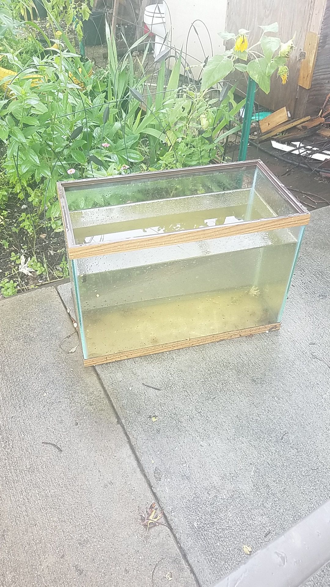 Small fish tank