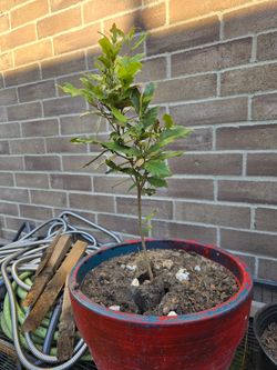 Live Oak ...cedro