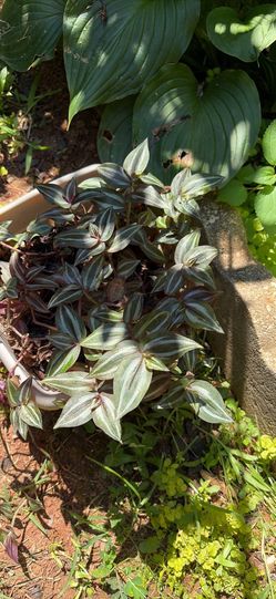 Wandering Jew