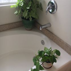 1-Butterfly plant /2- one potos plant 