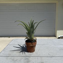 Aloe Vera In Clay Pot