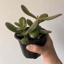 Small Jade Plant in Pot