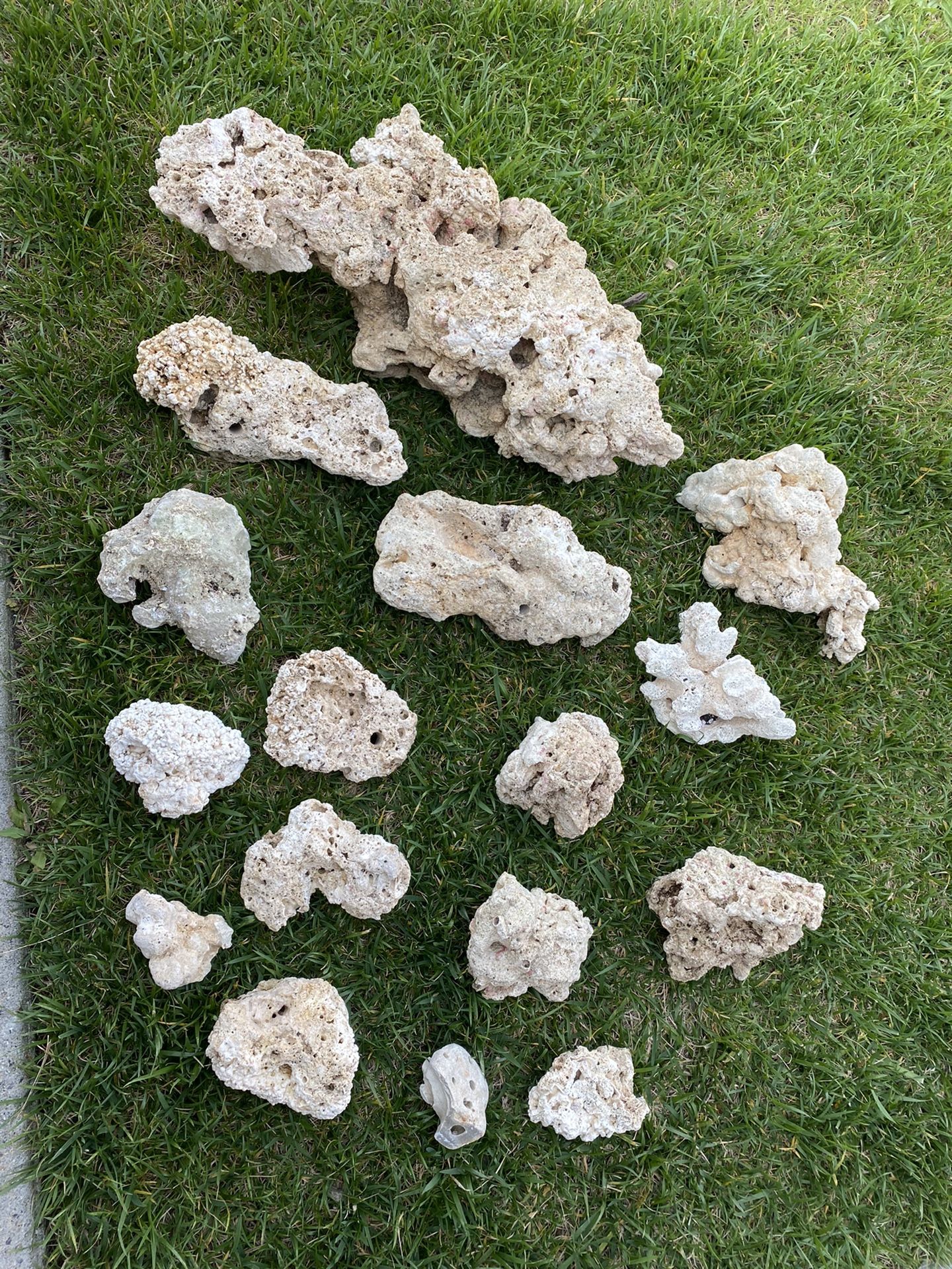 Aquarium dry reef coral