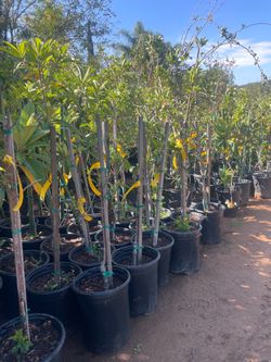 5 Gallon Size- Fruiting Age- Citrus Trees
