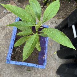 Arbol De Aguacate 
