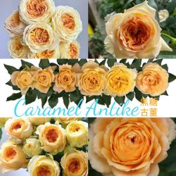 Caramel Antike Rose Plant