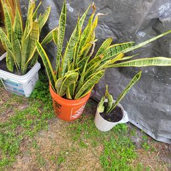 Snake Plants. All For $25 Free/delivery. St/cl