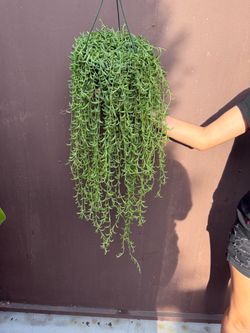 8” big string of bananas