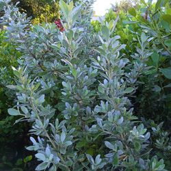 Silver Buttonwood Privacy Hedge Plants 7gl $16