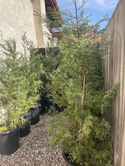 Leyland Cypress privacy trees for sale