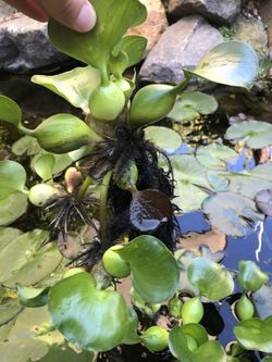 Pond Water Hyancinth