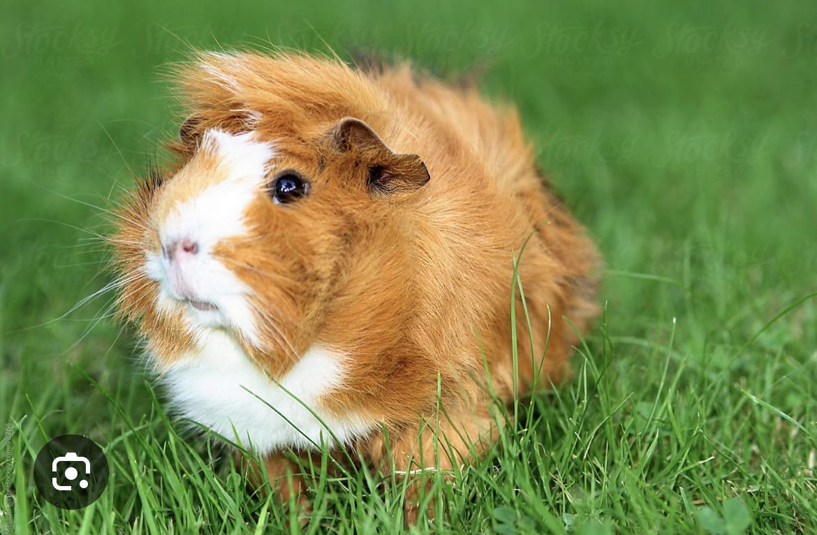 Guinea Pig With Cage, And Everything Included