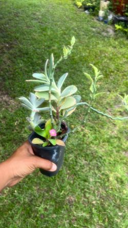 Succulent mix  Arrangements Live Plant