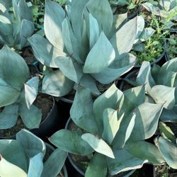 Agave celsii ‘Nova’