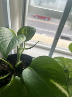 Indoor Plant