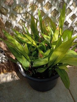 Aspidistra Elatior Cast Iron Plant
