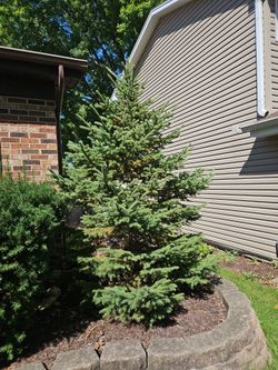 Evergreen tree