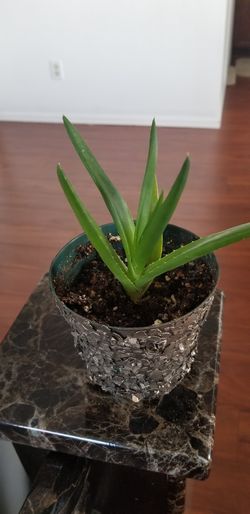 Aloe vera