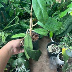 Hoya Vitellinoides