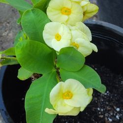4 White Crown Of Thorns Corona De Cristo Bluming