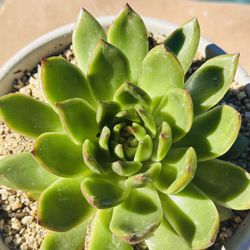 Stonemoon Succulents