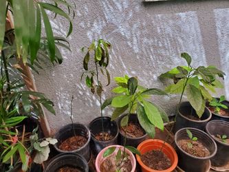 Avocado trees