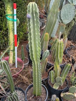 Peruvian Apple cactus plant