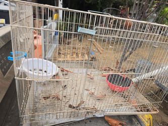 Bird cage